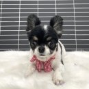 붕가붕가샵 이미지