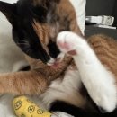 24시 딜라이트 동물의료센터 | [내돈내산] 주말에도 운영하는 동물병원 / 창동 24시 딜라이트 동물의료센터