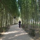섬진강대나무숲길 이미지