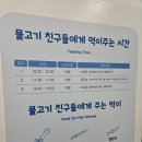 해양푸드 | 4살(30개월)아기와 부산해양박물관 물고기 먹이주는 시간(피딩쇼),해양푸드코트후기