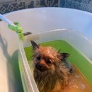 멍멍이 미용실 이미지