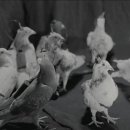 비둘기밧데리 이미지