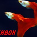 피쉬박스