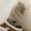 밀투펫 이미지