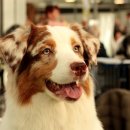 같은마음 동물병원 이미지