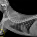 가경 나음 동물병원 이미지