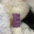 분당파크뷰동물병원 이미지