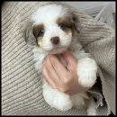 퍼피라운지 이미지