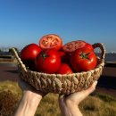 토마토 이미지