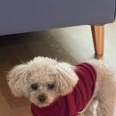 평생피부과동물병원 이미지