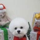 로로앤독 이미지