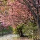 완산-109 | 전주 완산칠봉꽃동산 겹벚꽃 철쭉 명소 주차 4월 아기랑 여행 갈만한 곳