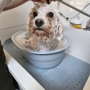 DOG깨비 강아지 미용실 이미지