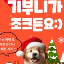 부산강아지분양 마이뭉 24시 네이버블로그