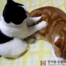 한가람동물의료센터 네이버블로그