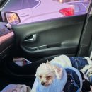 왈왈애견 | 부산애견카페 실내 100평 애견카페 왈왈랜드 후기