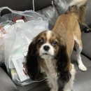 댕댕이 간식창고 이미지