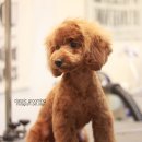 복돌이애견 이미지