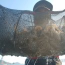 왕쭈꾸미 이미지