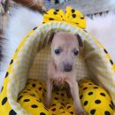 바나개 강아지 고양이 마포점 네이버블로그