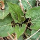 화창농원 이미지