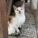 소소산식벌교식당 이미지