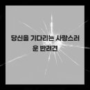 부산강아지분양 마이뭉 24시 | 당신을 기다리는 사랑스러운 반려견 - 부산말티푸분양 부산강아지분양 마이뭉 24시