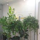 김민정헤어샵 | 2019 여름염색으로 코코미카 에서 적극 추천하는 레드컬러