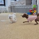 몽샤르망 애견유치원 이미지