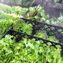 단식광대 이미지