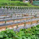 유계리 농장 이미지