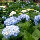 제주허브동산 이미지