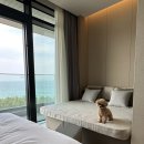 (주) 하늘펫 | 강릉 오션뷰 애견동반 숙소 신라모노그램 펫룸 + 강아지 유모차 대여