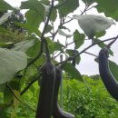 풍성농장 이미지