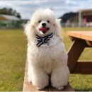 랩도그빌 이미지