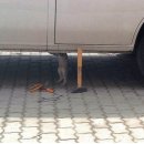 차고쳐 Daum카페