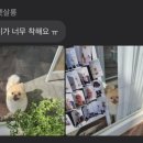 비주얼펫살롱 이미지