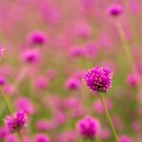 오산3리(겨르메기) 이미지