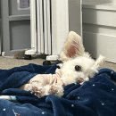 뉴욕동물병원 | [강아지] 미국 동물병원 진료비 및 발치 수술 후기