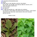 영아자(미나리싹) 효능 이미지