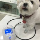 닥터k동물병원 이미지