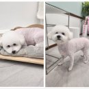 까까오 dog 이미지