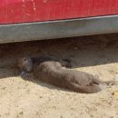 수정초 법주분교 이미지