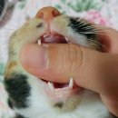 멍멍냐옹 | 고양이중성화수술 : 비용, 준비물, 케어방법 인천 구월동 멍멍냐옹 동물병원에서했어요