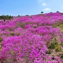 제 384차 비슬산 산행안내 이미지