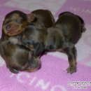 리코리아몰 이미지