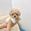 인천강아지분양24시꽃개 | 인천강아지분양 말티푸분양후기