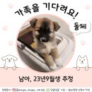 위드미 일산대화역 | 강아지 임시보호, 서울 유기견 봉사 후기 (일산 댕글댕글 보호소)