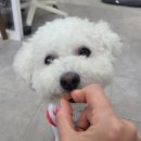 (주)인티브소프트 | [내돈내산] 다이소 강아지 간식 구매 후기 – 풀무원 아미오 소프트큐브 저키 오리고기맛