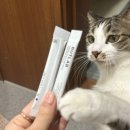버틀랩 이미지